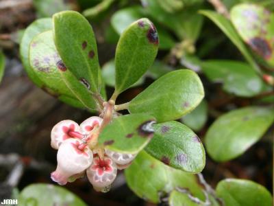 Arctostaphylos uva-ursi (L.) Spreng. (bearberry), shrub, close-up of leaves
