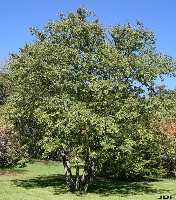 Diospyros virginiana L. (persimmon), growth habit, tree form