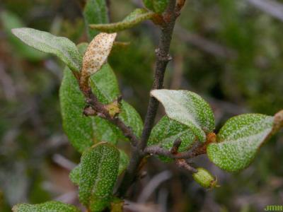 Shepherdia canadensis (L.) Nutt. (Canadian buffaloberry), leaves