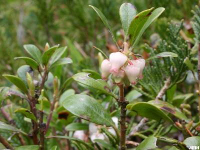 Arctostaphylos uva-ursi (L.) Spreng. (bearberry), shrub, flowers and leaves