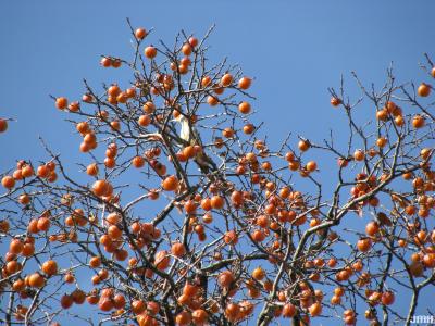 Diospyros virginiana L. (persimmon), upper branches with fruit