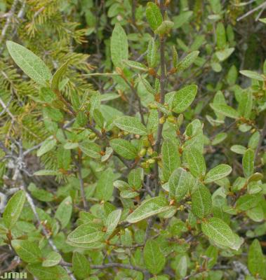 Shepherdia canadensis (L.) Nutt. (Canadian buffaloberry), leaves