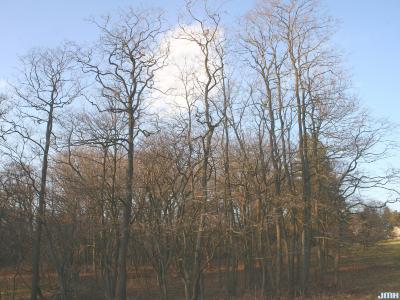 Diospyros virginiana L. (persimmon), growth habit, tree form in winter