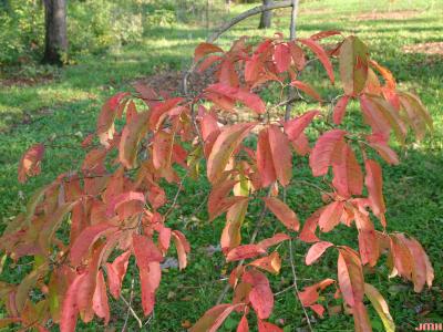 Oxydendrum arboreum (L.) DC. (sourwood), branch, fall color