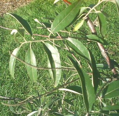 Elaeagnus angustifolia L. (russian-olive), leaves