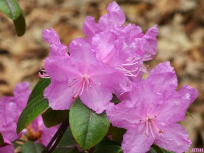 Rhododendron ‘P.J.M.’ (P.J.M. rhododendron), close-up of flowers