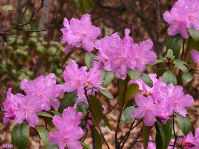 Rhododendron ‘P.J.M.’ (P.J.M. rhododendron), flowers