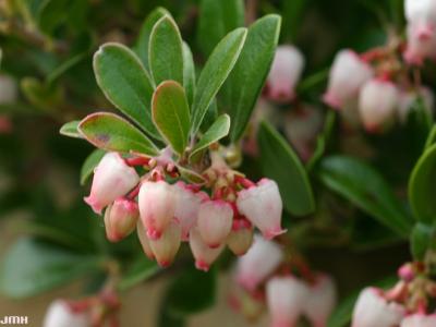 Arctostaphylos uva-ursi (L.) Spreng. (bearberry), close-up of flowers and leaves