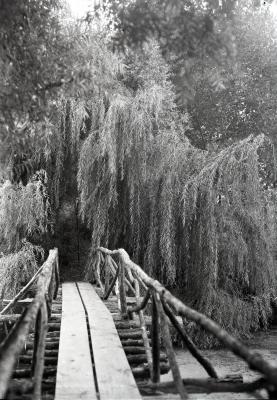 On Lake Jopamaca footbridge looking toward weeping willows