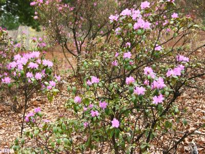 Rhododendron ‘P.J.M.’ (P.J.M. rhododendron), growth habit, shrub form