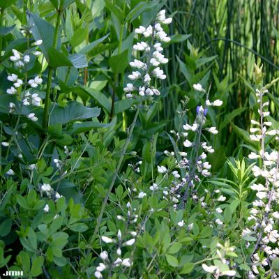 Baptisia alba var. macrophylla (Larisey) Isley (white wild indigo), flowers