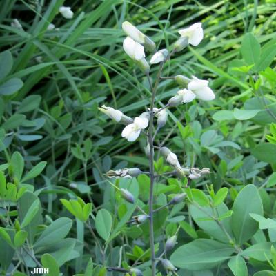Baptisia alba var. macrophylla (Larisey) Isley (white wild indigo), close-up of flowers