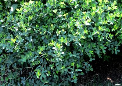 Baptisia alba var. macrophylla (Larisey) Isley (white wild indigo), leaves