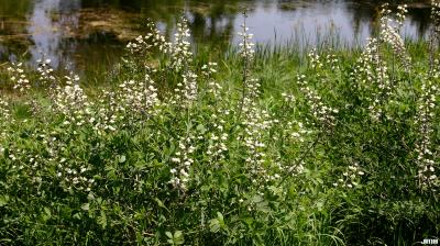 Baptisia alba var. macrophylla (Larisey) Isley (white wild indigo), growth habit, shrub form, Meadow Lake in background