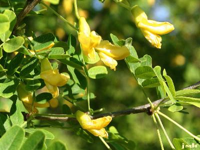 Caragana arborescens Lam. (Siberian pea-shrub), close-up of flowers