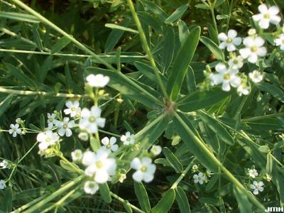 Euphorbia corollata L. (flowering spurge), flowers and leaf forms