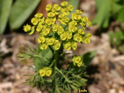 Euphorbia cyparissias L. (cypress spurge), growth habit