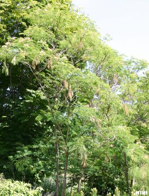 Albizia julibrissin var. rosea (Carriere) Mouillefert (pink silk-tree), growth habit, tree form