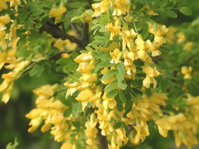 Caragana arborescens Lam. (Siberian pea-shrub), flowers