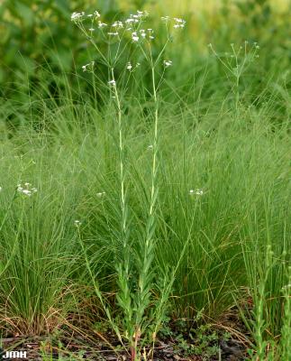 Euphorbia corollata L. (flowering spurge), growth habit