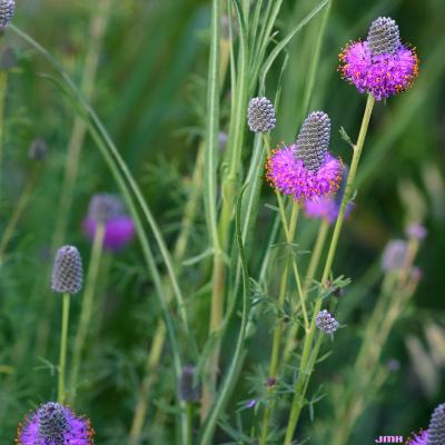 Dalea purpurea Vent. (purple prairie-clover), flowers