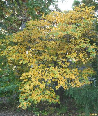 Cercis canadensis L. (redbud), growth habit, tree form, fall color
