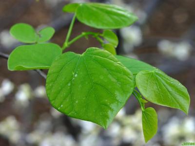 Cercis canadensis f. alba Rehd. (whitebud), leaves