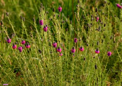 Dalea purpurea Vent. (purple prairie-clover), flowers, habit, habitat