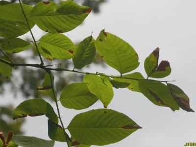 Cladrastis kentukea (Dum.-Cours.) Rudd (yellowwood), leaves