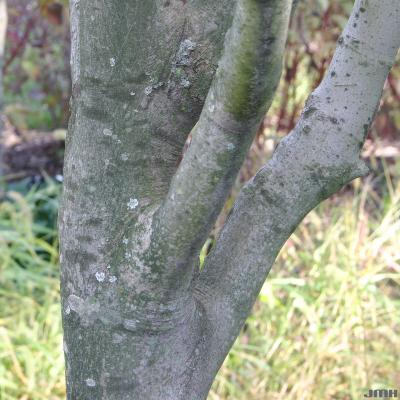 Cladrastis kentukea (Dum.-Cours.) Rudd (yellowwood), bark