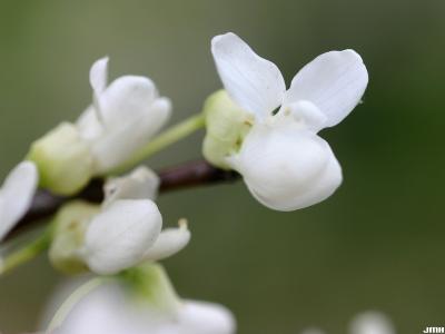 Cercis canadensis f. alba Rehd. (whitebud), close-up of flowers