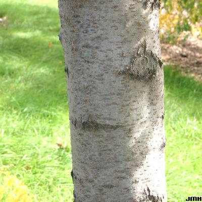 Gleditsia triacanthos ‘Imperial’ (Imperial honey-locust), bark
