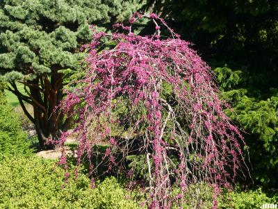 Cercis canadensis ‘Covey’ (LAVENDER TWIST® redbud), growth habit, tree form
