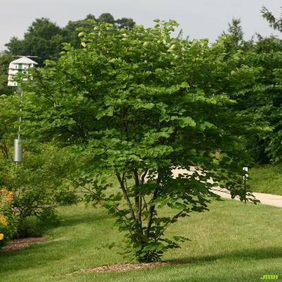 Cercis canadensis L. (redbud), growth habit, tree form