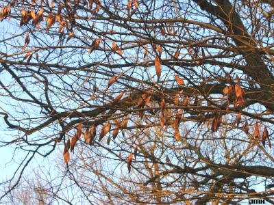 Cercis canadensis L. (redbud), branches in winter with pods
