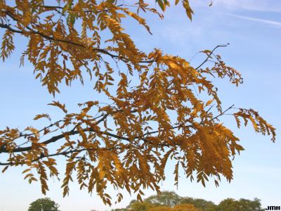 Gleditsia triacanthos ‘Imperial’ (Imperial honey-locust), leaves, fall color