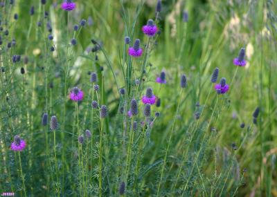 Dalea purpurea Vent. (purple prairie-clover), flowers, habit, habitat