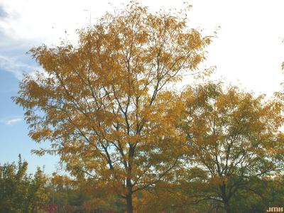 Gleditsia triacanthos ‘Imperial’ (Imperial honey-locust), growth habit, tree form, fall color