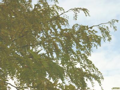 Gleditsia triacanthos ‘Green Glory’ (Green Glory honey-locust), leaves, fall color