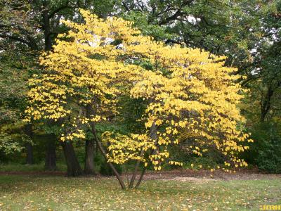Cercis canadensis L. (redbud), growth habit, tree form, fall color