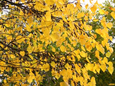 Cercis canadensis L. (redbud), leaves, fall color