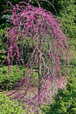 Cercis canadensis ‘Covey’ (LAVENDER TWIST® redbud), growth habit, tree form
