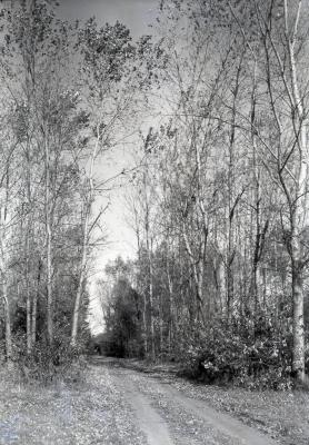 Road along early Prunus Group, east of DuPage River