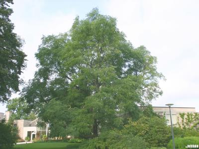 Gymnocladus dioicus (L.) K. Koch (Kentucky coffeetree), growth habit, tree form
