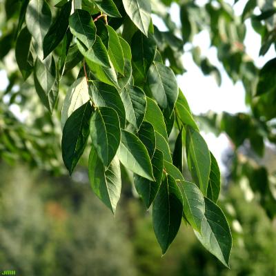 Gymnocladus dioicus (L.) K. Koch (Kentucky coffeetree), leaves