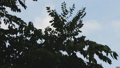Gymnocladus dioicus (L.) K. Koch (Kentucky coffeetree), leaves