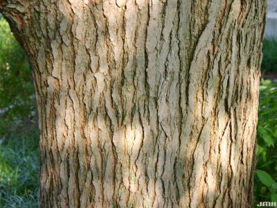 Gymnocladus dioicus (L.) K. Koch (Kentucky coffeetree), bark