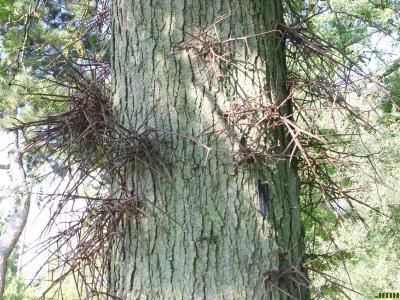 Gleditsia triacanthos L. (honey-locust), bark and thorns