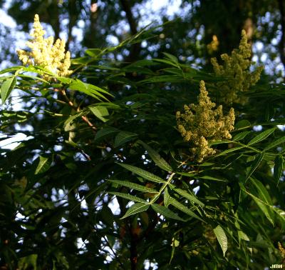Sophora japonica L. (scholar tree), inflorescence