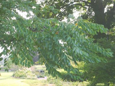 Gymnocladus dioicus (L.) K. Koch (Kentucky coffeetree), branch